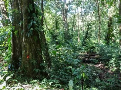 A large jungle-clad piece of land with mountain views, internal creek, and river frontage., photo 5