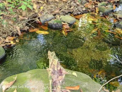 A large jungle-clad piece of land with mountain views, internal creek, and river frontage., photo 6