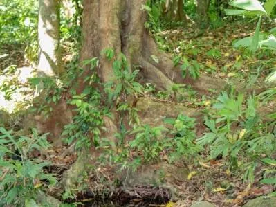 A large jungle-clad piece of land with mountain views, internal creek, and river frontage., photo 7