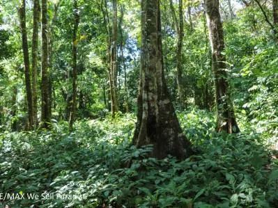A large jungle-clad piece of land with mountain views, internal creek, and river frontage., photo 10