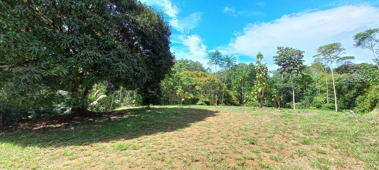 LUXURY JUNGLE ESTATE WITH GUEST HOUSE AND 10.87 ACRES, IN OJOCHAL, photo 22