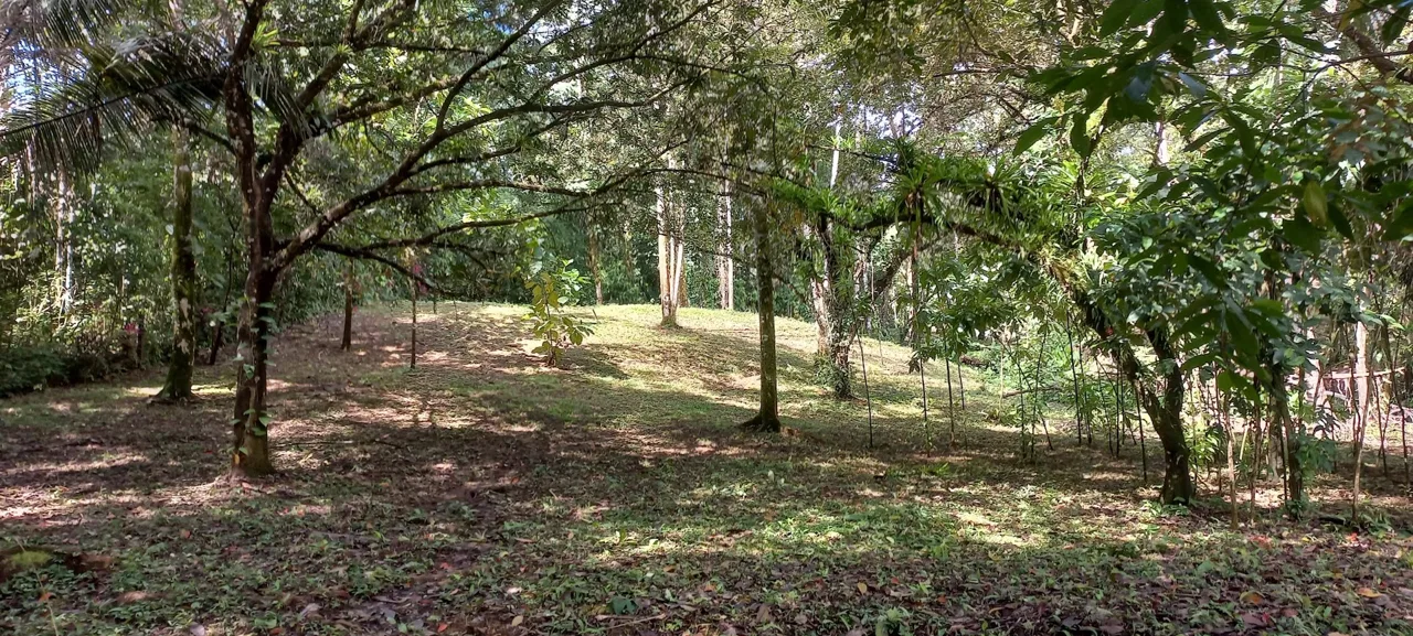 LUXURY JUNGLE ESTATE WITH GUEST HOUSE AND 10.87 ACRES, IN OJOCHAL, photo 23