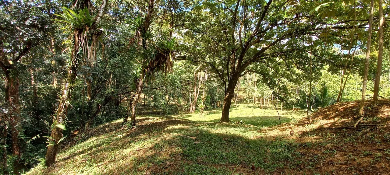 LUXURY JUNGLE ESTATE WITH GUEST HOUSE AND 10.87 ACRES, IN OJOCHAL, photo 24