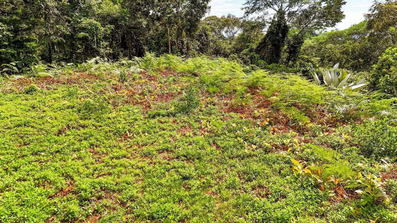 BUILDING PROPERTY WITH MOUNTAIN VIEWS, IN OJOCHAL – 1.75 ACRES, photo 23