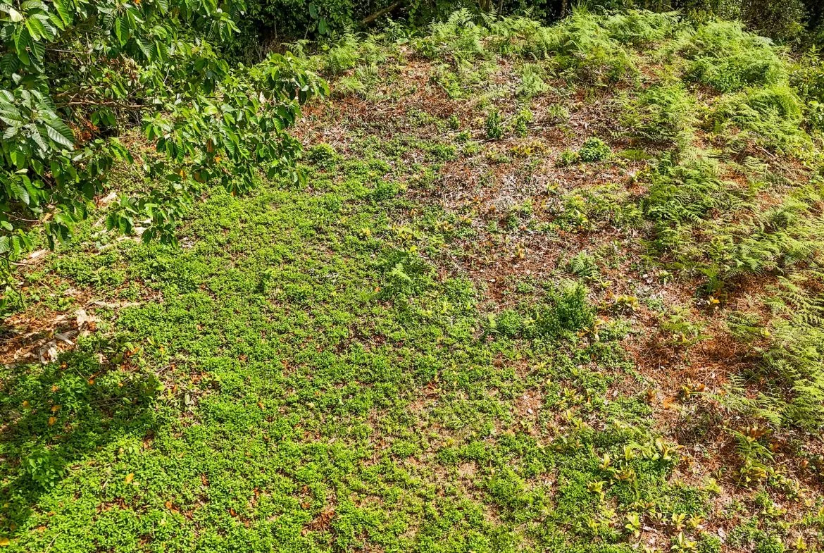 BUILDING PROPERTY WITH MOUNTAIN VIEWS, IN OJOCHAL – 1.75 ACRES, photo 10