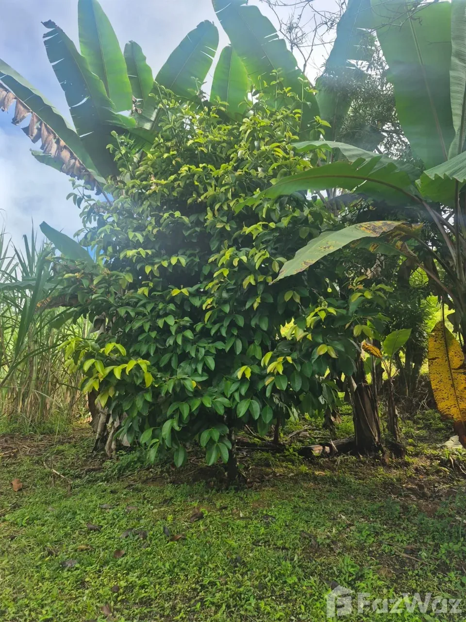 Land for Sale in Perez Zeledon, San Jose for $129,999, photo 13