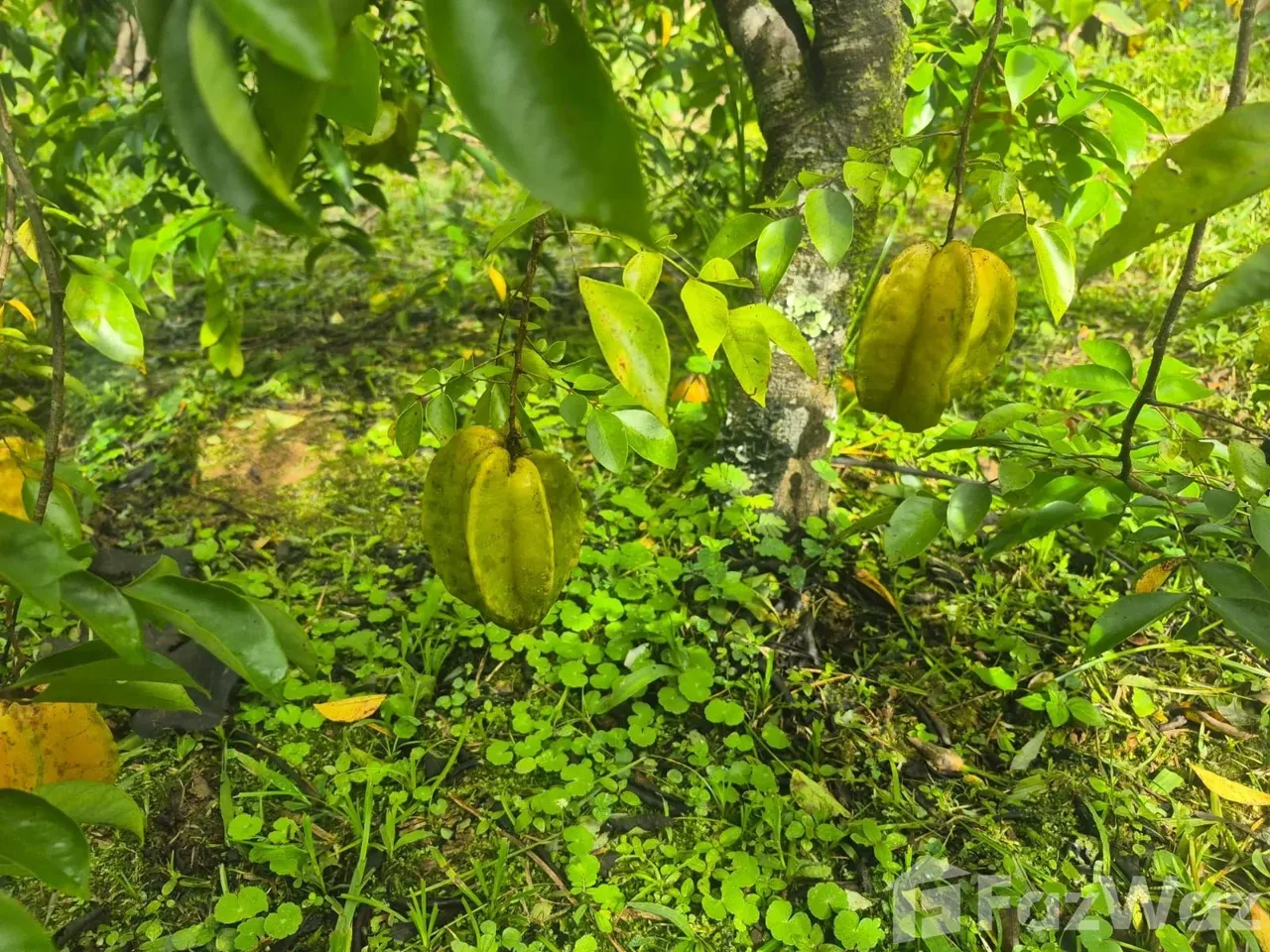 Land for Sale in Perez Zeledon, San Jose for $129,999, photo 14