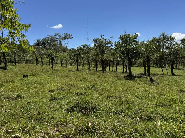 12.5 Acre Riverfront Mountain Estate with Valley and Chirripó Views, photo 2