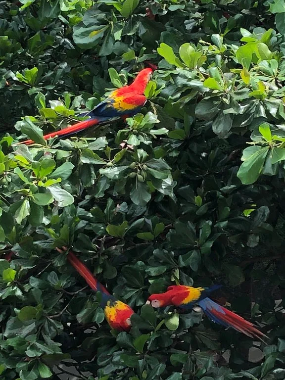 Beautiful Lot a few meters from the beach Property for Sale: 1,103 m² Lot in Playa Jaco, Costa Rica, photo 10