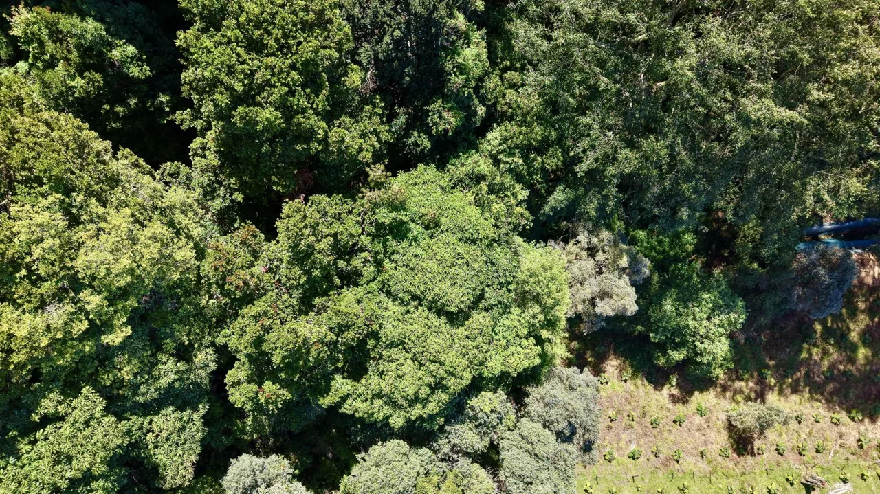 Flat 4,830 m² Lot for Sale in Alto Jaular | A Peaceful Nature Retreat with Excellent Airbnb Potential, photo 5