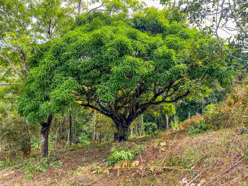 Land For Sale in Uvita, photo 13