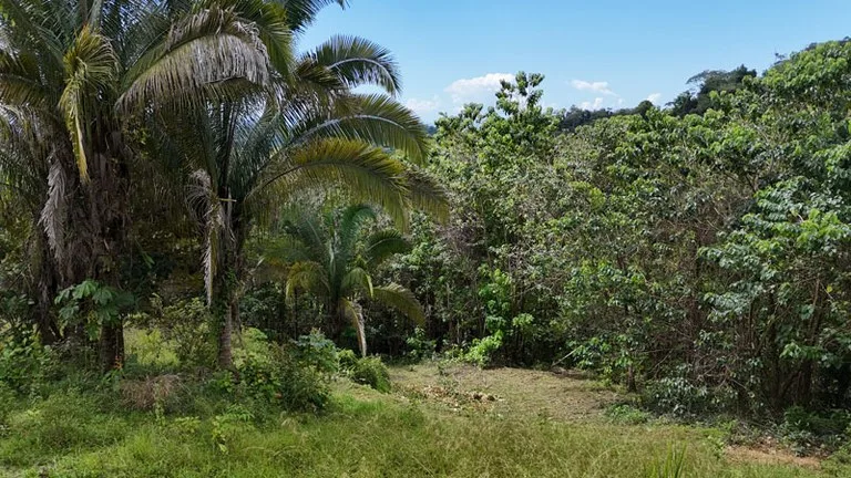 Gorgeous Ocean View Acreage in San Buenas, photo 7
