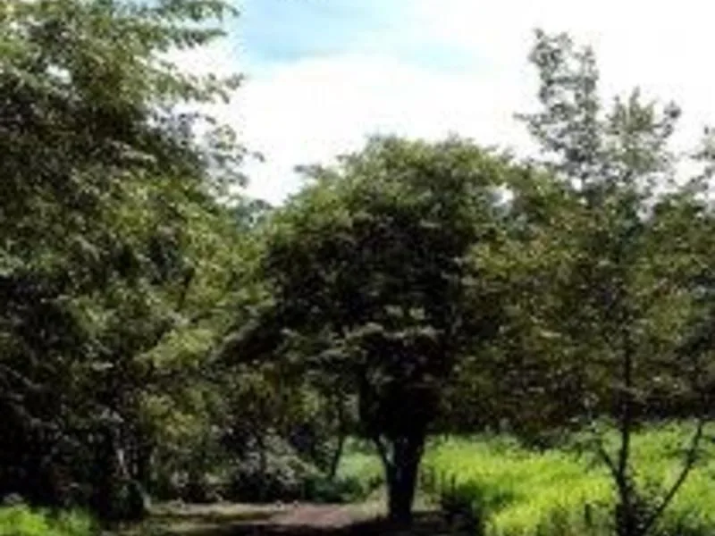 Land For Sale in Playas Del Coco, photo 9