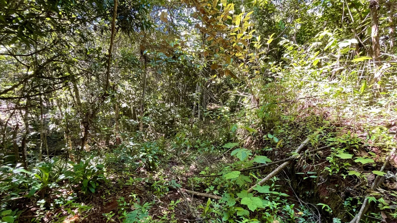 Property for Sale in Perez Zeledon: Spacious Residential Lot near San Isidro Downtown, photo 12