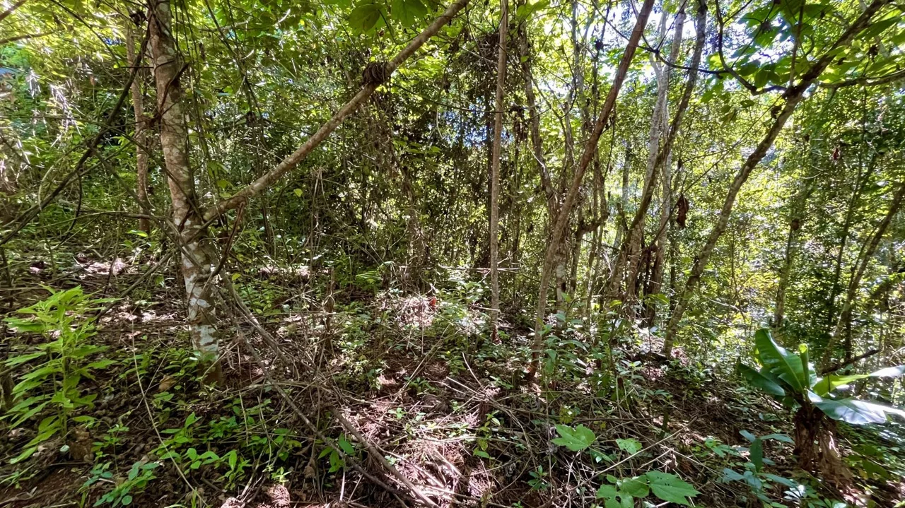 Property for Sale in Perez Zeledon: Spacious Residential Lot near San Isidro Downtown, photo 4