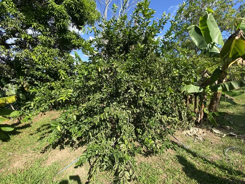 Land For Sale in Perez Zeledon, photo 12