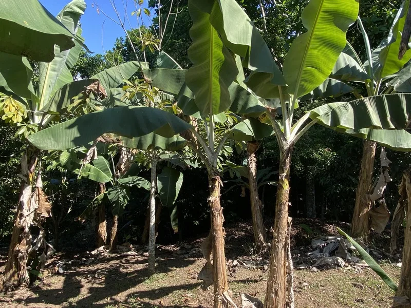 Land For Sale in Perez Zeledon, photo 14