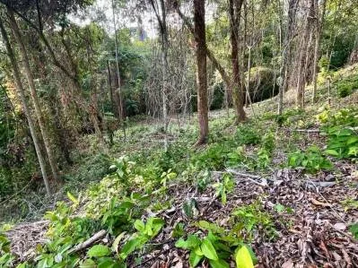 Bienvenido a tu refugio en la jungla, photo 2