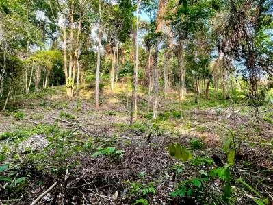 Bienvenido a tu refugio en la jungla, photo 3