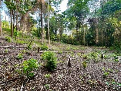 Bienvenido a tu refugio en la jungla, photo 4