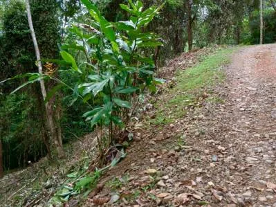 Bienvenido a tu refugio en la jungla, photo 5