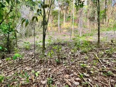 Bienvenido a tu refugio en la jungla, photo 8