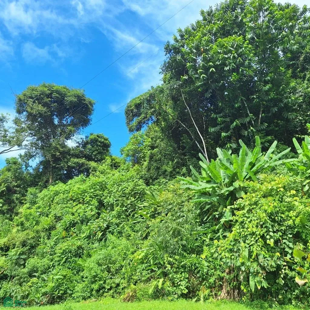 Exceptional Ocean & Mountain View Property in Pinuela Arriba , Bahía Ballena, Osa, Puntarenas, photo 4