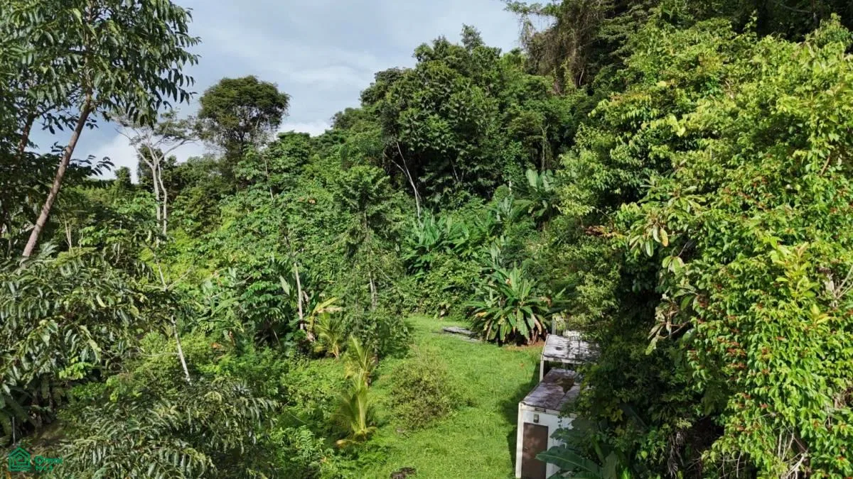 Exceptional Ocean & Mountain View Property in Pinuela Arriba , Bahía Ballena, Osa, Puntarenas, photo 10
