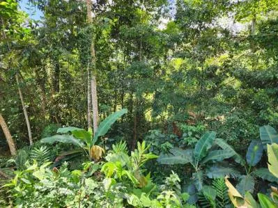 Hermosa propiedad amplia para construir la casa de sus sueños, photo 8