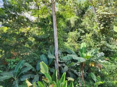 Hermosa propiedad amplia para construir la casa de sus sueños, photo 9