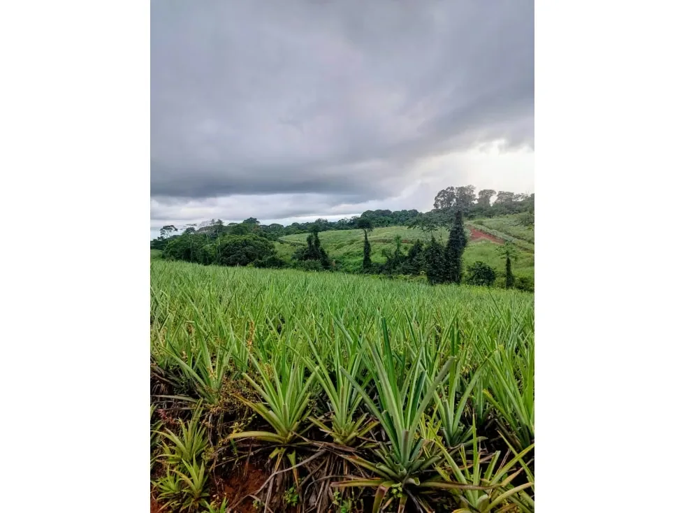 DESCRIPCIÓN DETALLADA: finca agrícola de alta productividad. Cuenta ...