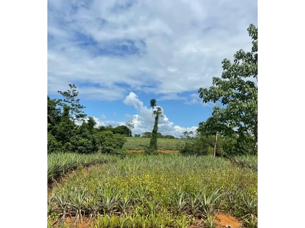 DESCRIPCIÓN DETALLADA: finca agrícola de alta productividad. Cuenta ..., photo 2