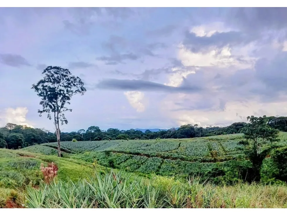 DESCRIPCIÓN DETALLADA: finca agrícola de alta productividad. Cuenta ..., photo 3