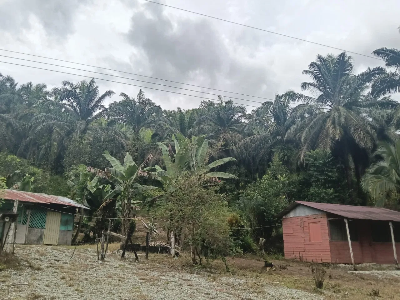 Opportunity Property: Expansive Farm with Mountain Views and Main Road Access in Las Viquillas, Golfito - REMAX Jungle Properties | Pavones Golfito Real Estate
