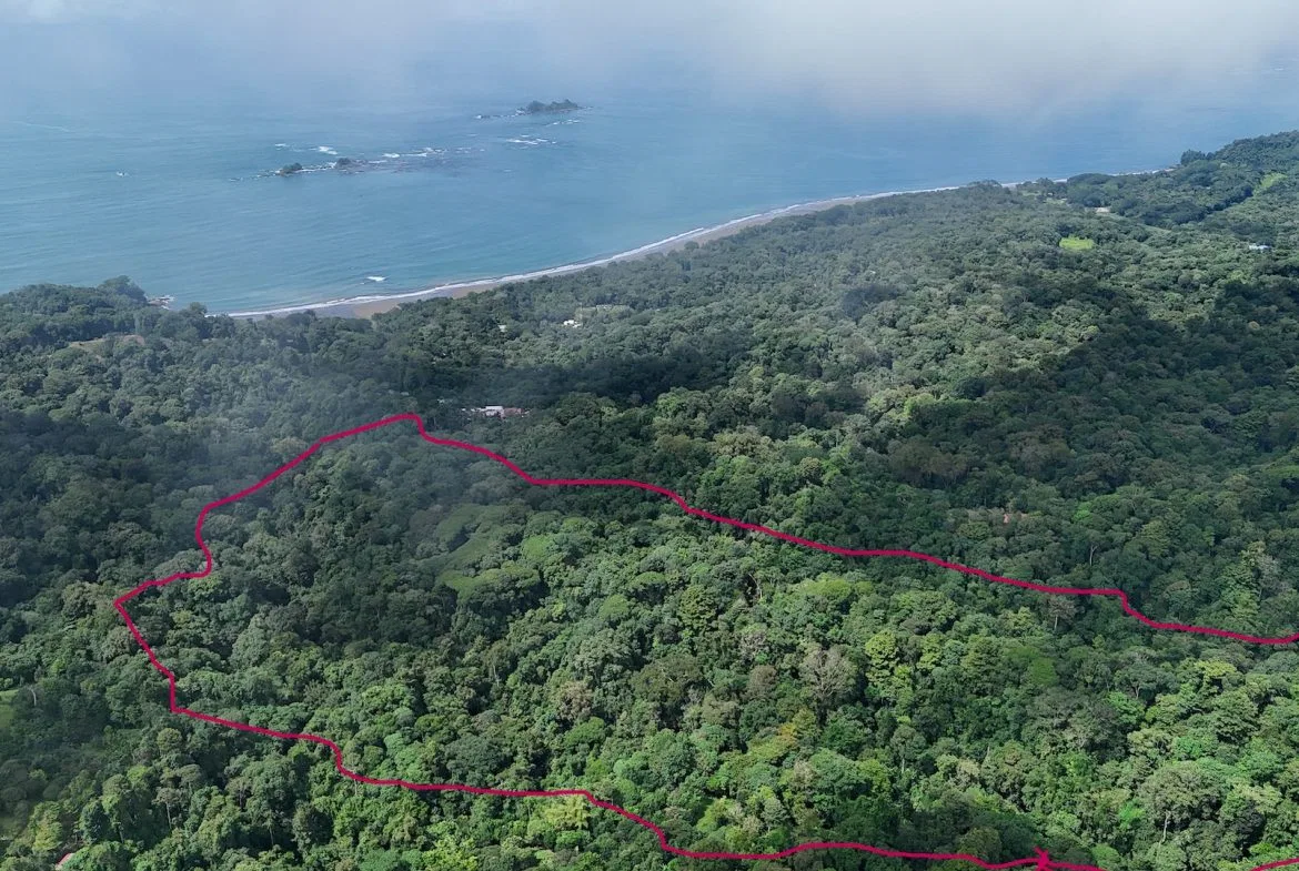DEVELOPMENT PROPERTY IN THE MIDDLE OF THE JUNGLE, IN PIÑUELAS – 85 ACRES, photo 2