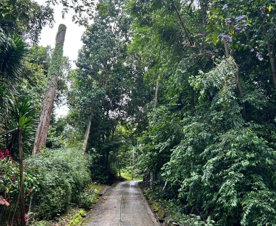 DEVELOPMENT PROPERTY IN THE MIDDLE OF THE JUNGLE, IN PIÑUELAS – 85 ACRES, photo 12