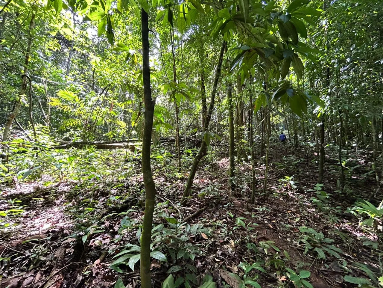 DEVELOPMENT PROPERTY IN THE MIDDLE OF THE JUNGLE, IN PIÑUELAS – 85 ACRES, photo 13