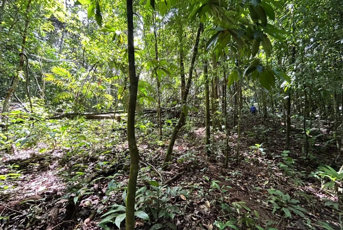 DEVELOPMENT PROPERTY IN THE MIDDLE OF THE JUNGLE, IN PIÑUELAS – 85 ACRES, photo 14