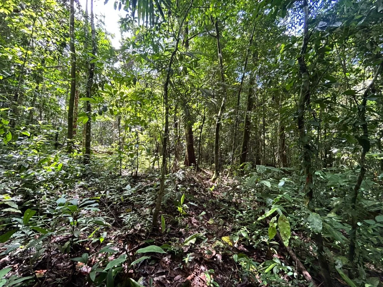 DEVELOPMENT PROPERTY IN THE MIDDLE OF THE JUNGLE, IN PIÑUELAS – 85 ACRES, photo 15