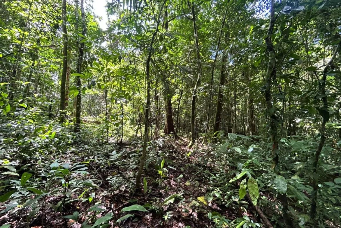 DEVELOPMENT PROPERTY IN THE MIDDLE OF THE JUNGLE, IN PIÑUELAS – 85 ACRES, photo 16