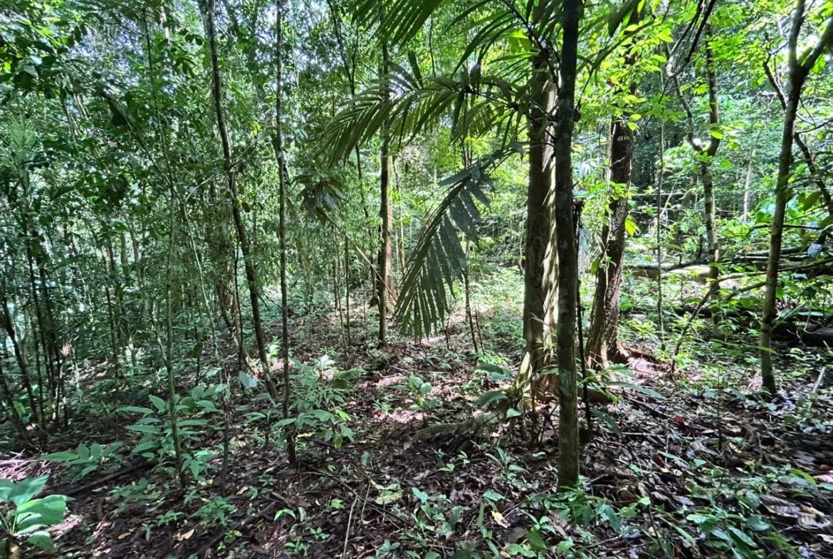 DEVELOPMENT PROPERTY IN THE MIDDLE OF THE JUNGLE, IN PIÑUELAS – 85 ACRES, photo 18