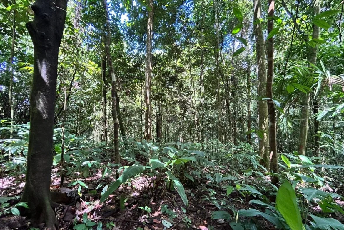 DEVELOPMENT PROPERTY IN THE MIDDLE OF THE JUNGLE, IN PIÑUELAS – 85 ACRES, photo 20