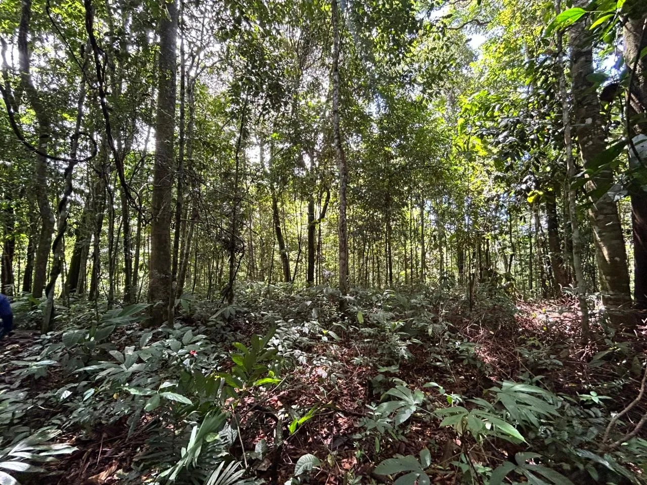 DEVELOPMENT PROPERTY IN THE MIDDLE OF THE JUNGLE, IN PIÑUELAS – 85 ACRES, photo 21