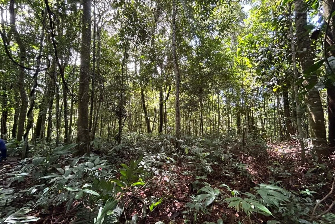 DEVELOPMENT PROPERTY IN THE MIDDLE OF THE JUNGLE, IN PIÑUELAS – 85 ACRES, photo 22