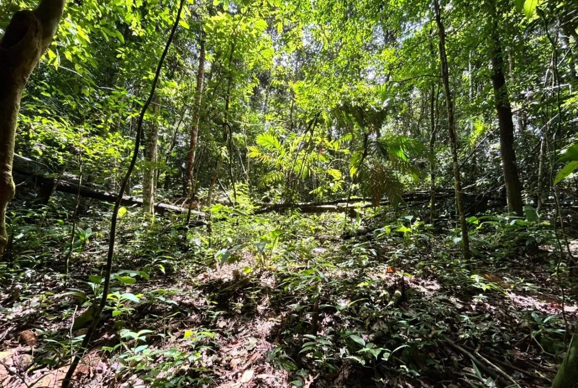 DEVELOPMENT PROPERTY IN THE MIDDLE OF THE JUNGLE, IN PIÑUELAS – 85 ACRES, photo 24