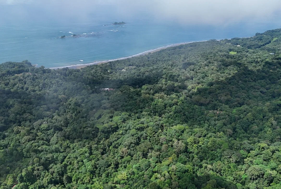 DEVELOPMENT PROPERTY IN THE MIDDLE OF THE JUNGLE, IN PIÑUELAS – 85 ACRES, photo 4