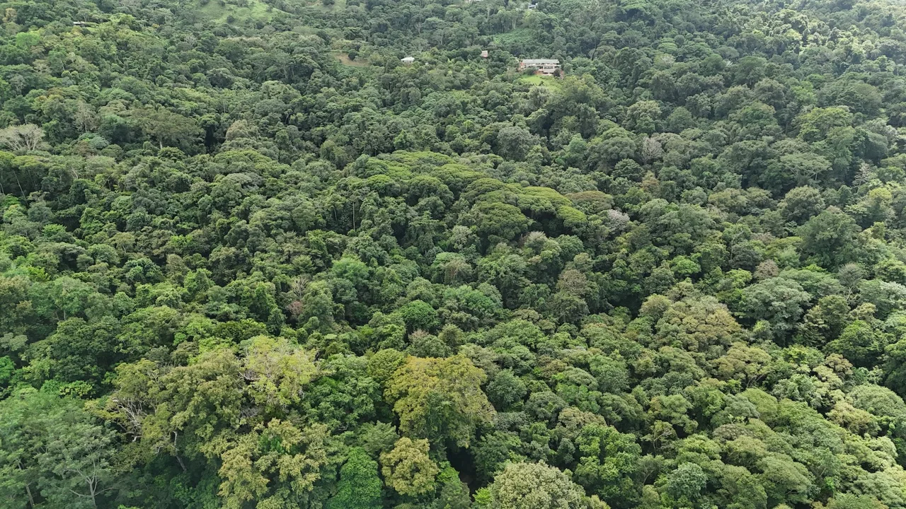 DEVELOPMENT PROPERTY IN THE MIDDLE OF THE JUNGLE, IN PIÑUELAS – 85 ACRES, photo 5