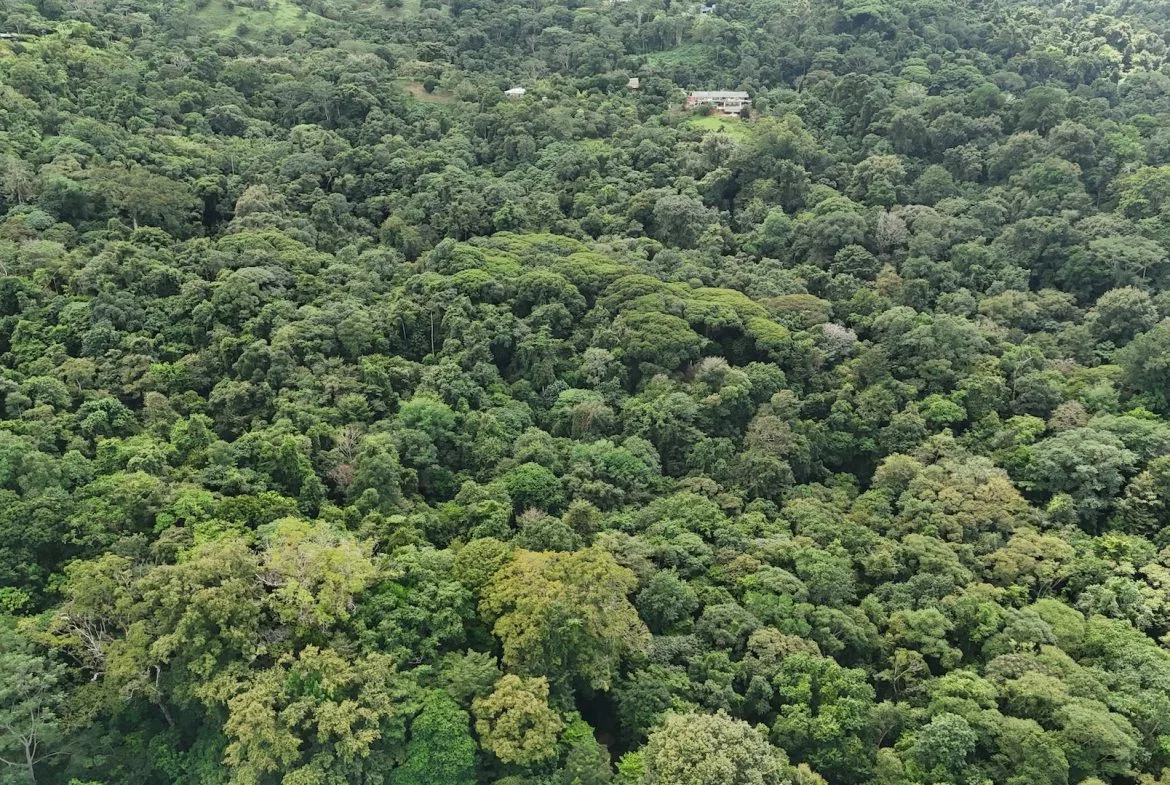 DEVELOPMENT PROPERTY IN THE MIDDLE OF THE JUNGLE, IN PIÑUELAS – 85 ACRES, photo 6