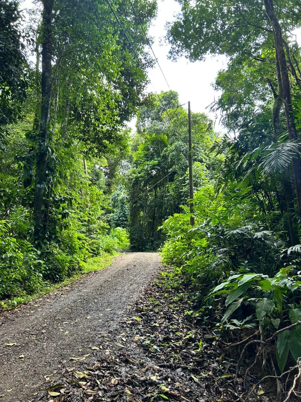 DEVELOPMENT PROPERTY IN THE MIDDLE OF THE JUNGLE, IN PIÑUELAS – 85 ACRES, photo 7