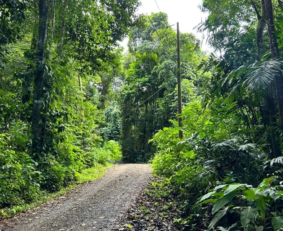 DEVELOPMENT PROPERTY IN THE MIDDLE OF THE JUNGLE, IN PIÑUELAS – 85 ACRES, photo 8
